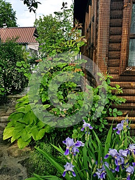 Log house in cottage garden with iris flowers