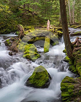 Log Jam on Panther Creek