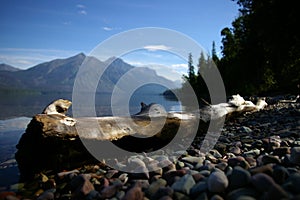 Log by lake macdonald