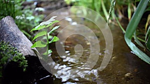 A log lies, and a stream flows near