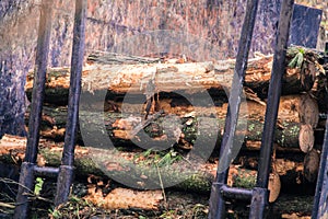 Log loader machine felled in a Galician forest.