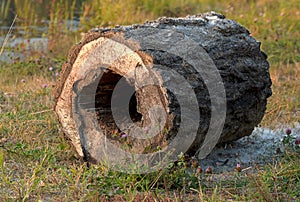 Log in nature close-up.