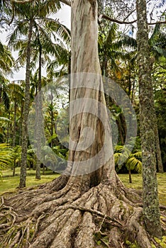 Log of an old australien gum tree with big roots in a park on sa