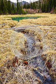 Log-path ower swamp in Altay tajga photo