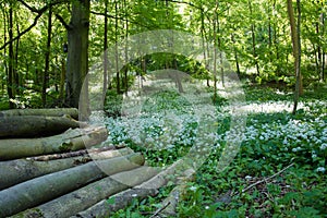 A log pile against the wild garlic background photo