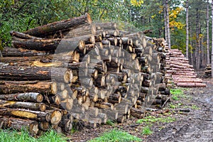 Log Pile in Forest - Logging Company