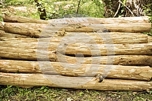 Log pile in the forest. Wood stack. Close up