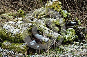 Log pile - habitat for invertebrtates and mammals