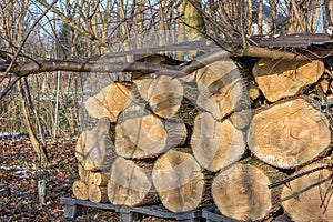 Log pile of old willow tree as winter fuel.