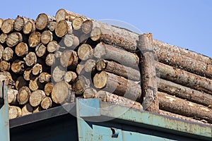 The log pines lie in the freight train carriage. Timber transport