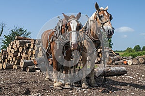 Log pulling team of horses