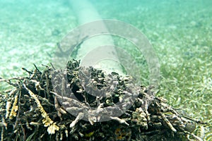 Log Resting on Sea Floor