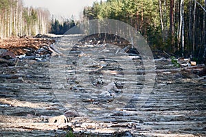 Log road (plank road