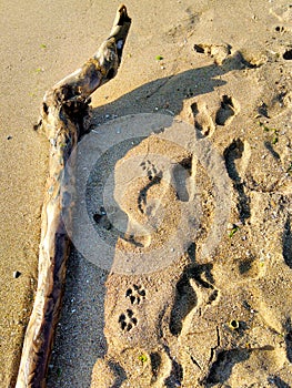 Log on the seashore, sand beach