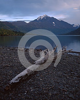 Log on the shoreline