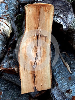 Log split in half along the close-up