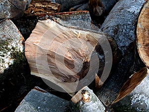 Log split in half along the close-up