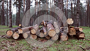 Log spruce trunks pile. Sawn trees from the forest. Logging timber wood industry.