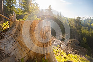 Log spruce trunks pile. Sawn trees from the forest. Logging timber wood industry. Cut tree trunk.