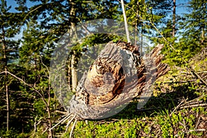 Log spruce trunks pile. Sawn trees from the forest. Logging timber wood industry. Cut tree trunk.