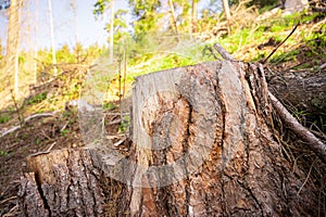 Log spruce trunks pile. Sawn trees from the forest. Logging timber wood industry. Cut tree trunk.