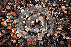 Log stack on forest