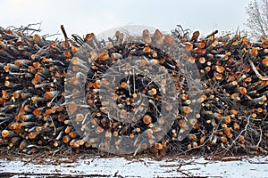 Log stack on forest