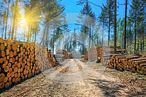 Log stacks along the forest road
