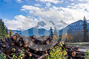 Log stacks along the forest at sunny day. Lumber yard wood stack timber construction lumbering forestry cut.