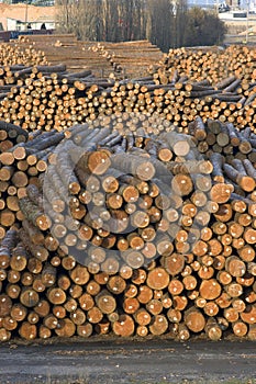 Log storage lumber mill Wood Waiting Export