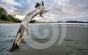 Log Stuck in Sand on Beach