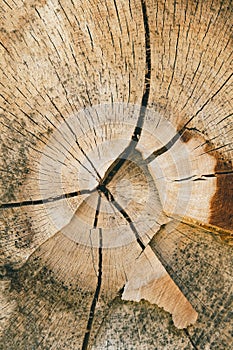 Log texture