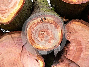 Log tree