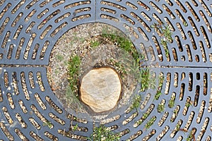 Log of the tree in the urban area