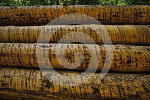 Log trunks pile, the logging timber forest wood industry. Wide banner or panorama of wood trunks timber harvesting in