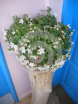 A log used as a plant pot with beautiful white flowers