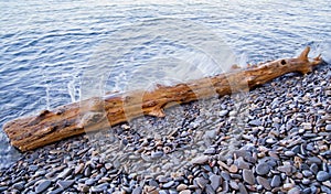 Log washed ashore