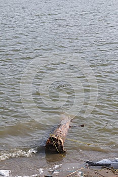 A log in the water thrown on the shore of the lake