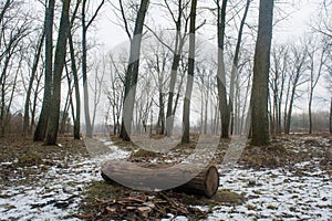 Log in the winter dark foggy forest