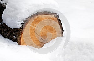 Log in winter forest