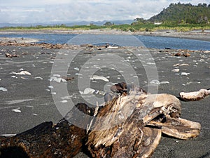 Log of Wood at the beach of Okarito, New Zealand