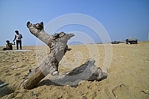 Log of wood jutting out from sand on Chandrabhaga beach, Konark, India.