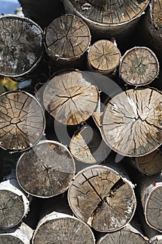 log wood texture background