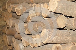 Log wood texture plant tree background