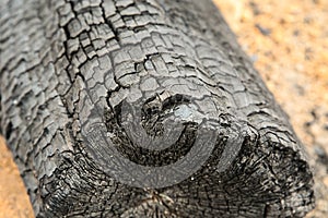 Log wooden large carbonized coal forest fire consequences disaster close-up