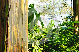 Log of a worn-out tree in the rainforest photo