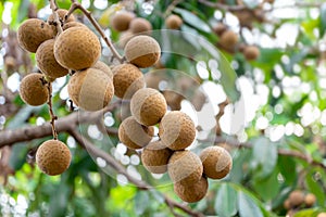 Logan sweet local fruite of Thailan on natural branch