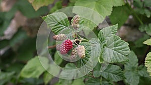 Loganberries Ripening in the Summer Breeze