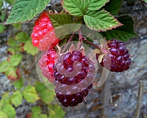 Loganberries Ripening