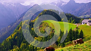 Logar Valley and cows, Slovenia